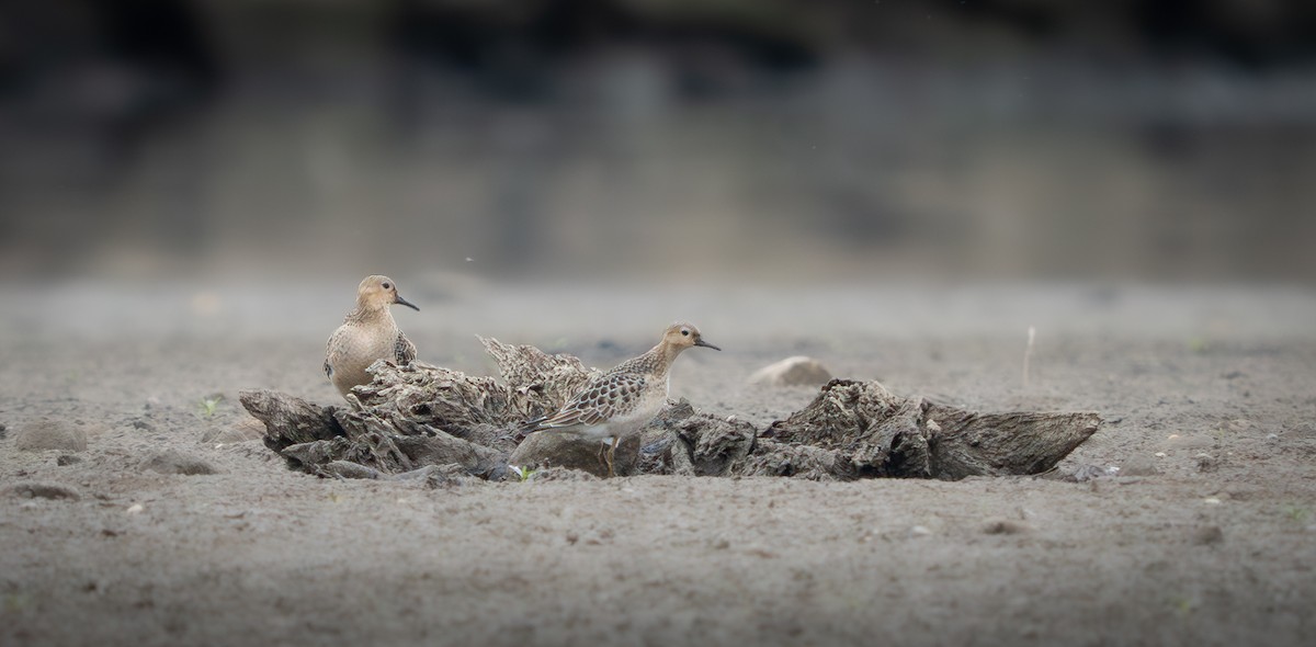 Buff-breasted Sandpiper - ML624216677