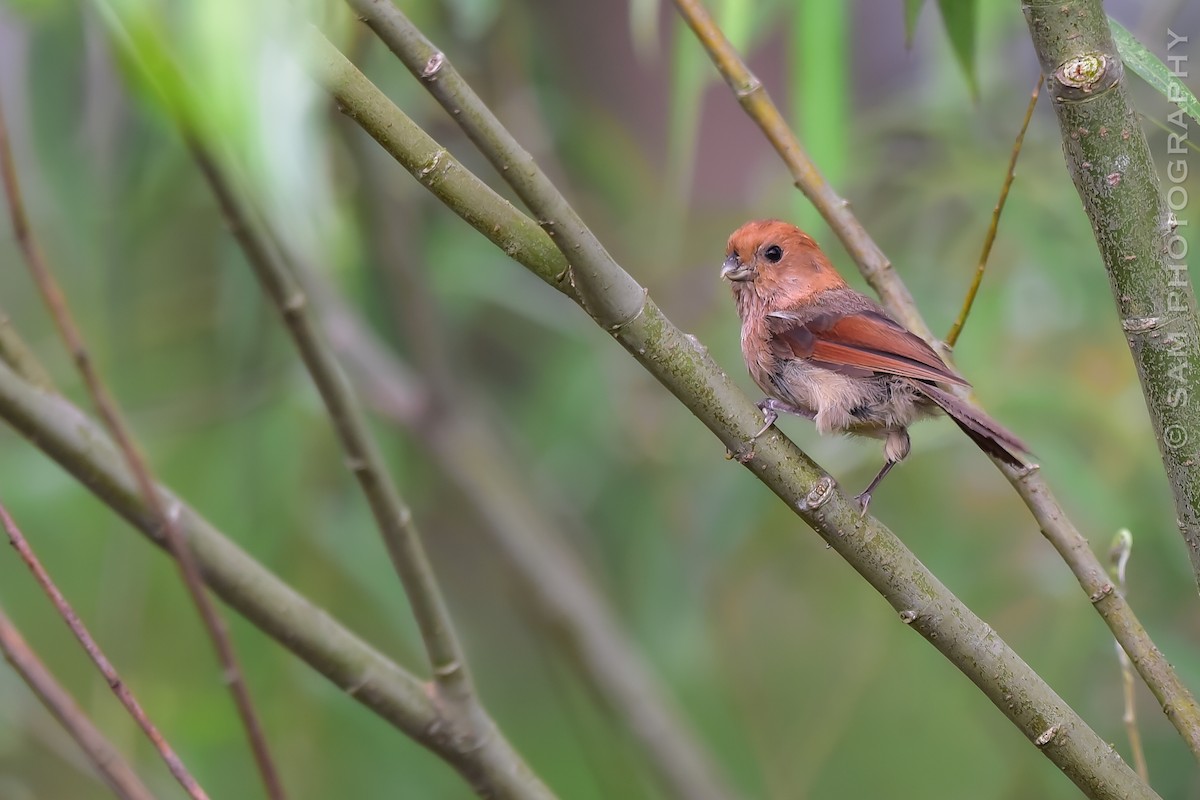 Vinous-throated Parrotbill - ML624216678