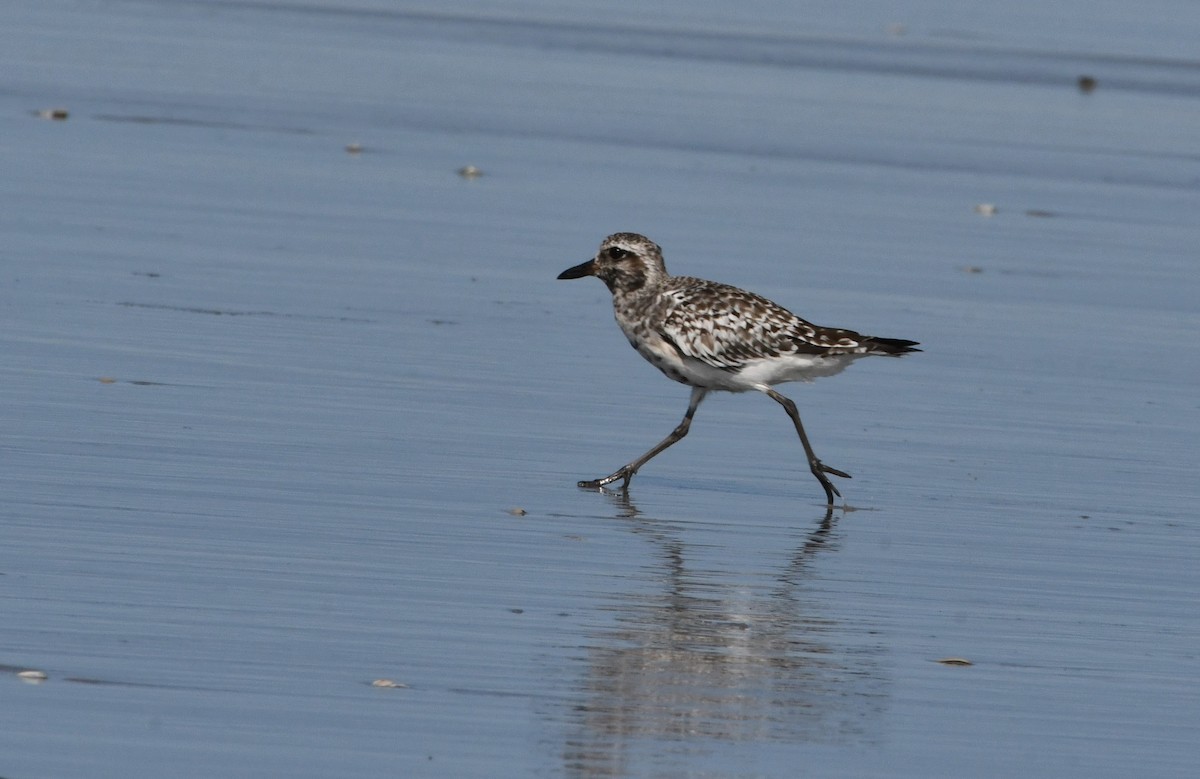 Black-bellied Plover - ML624216680