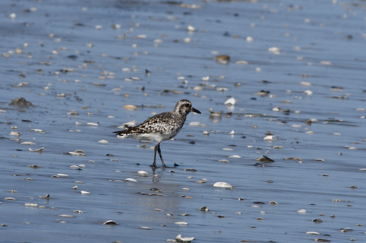 Black-bellied Plover - ML624216685