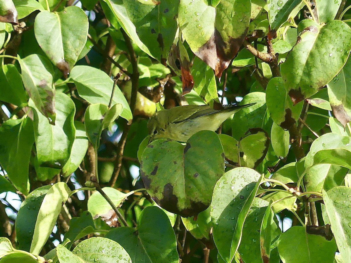 Tennessee Warbler - ML624216687