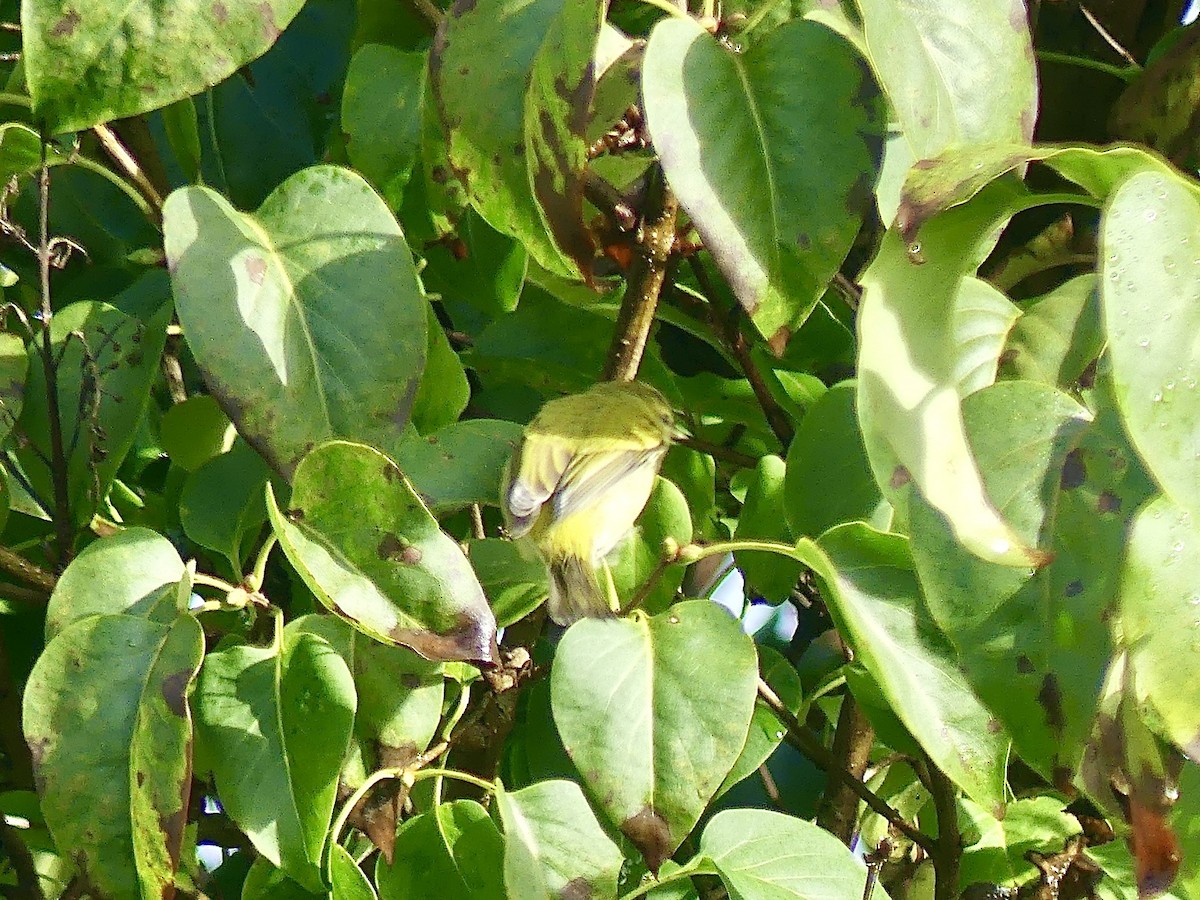 Tennessee Warbler - Charles Duncan