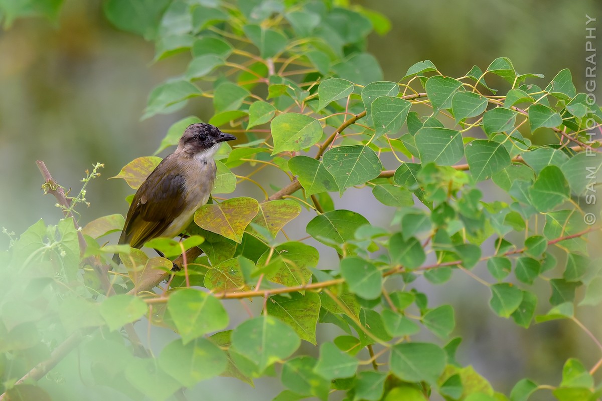 Light-vented Bulbul - ML624216691