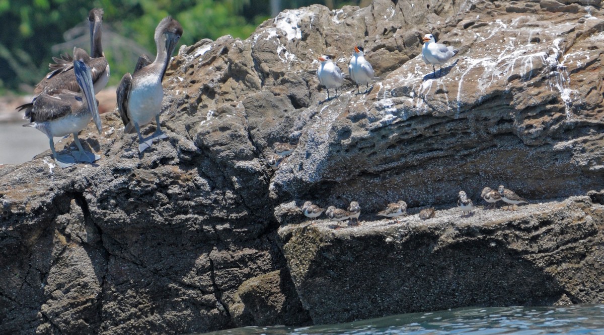 Ruddy Turnstone - ML624216692