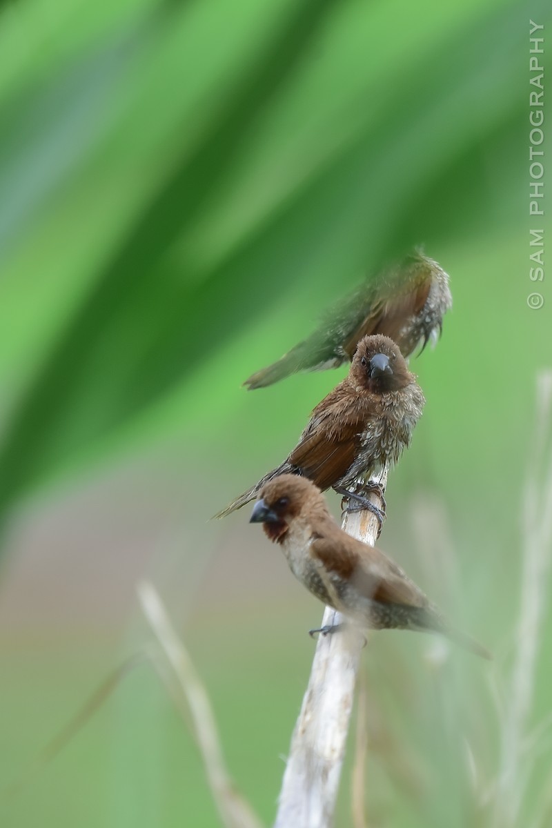 Scaly-breasted Munia - Jiahao Chen