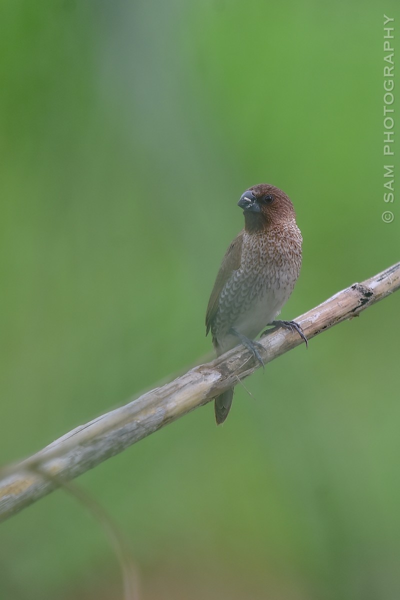 Scaly-breasted Munia - ML624216698