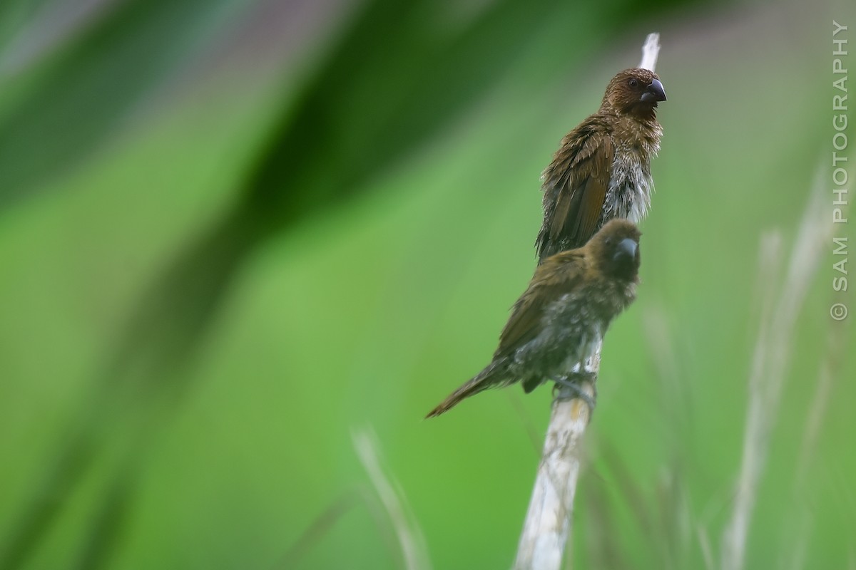 Scaly-breasted Munia - ML624216699