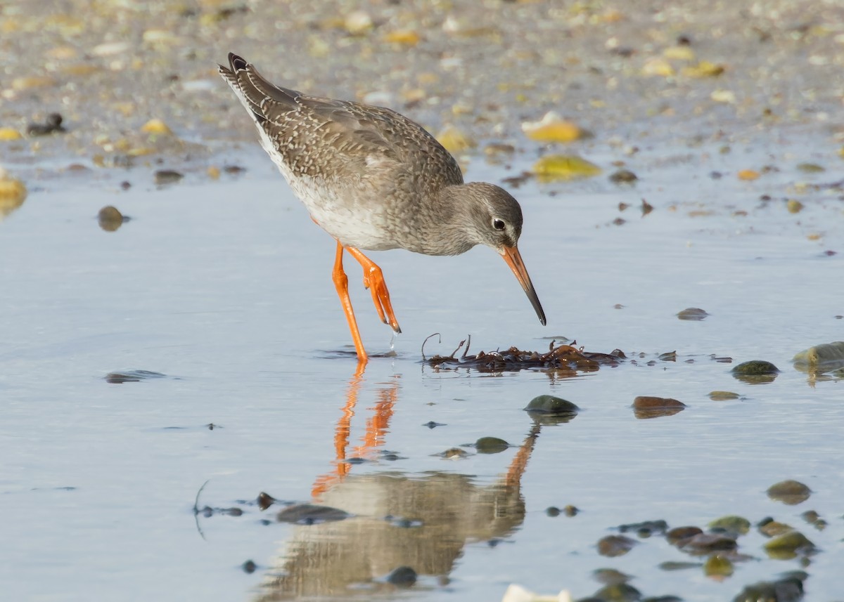 Common Redshank - ML624216701