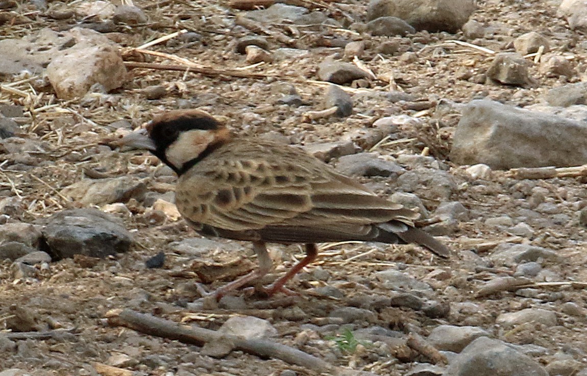 Fischer's Sparrow-Lark - ML624216707