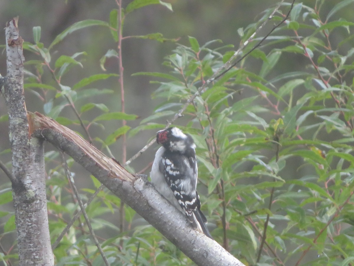 Downy Woodpecker - ML624216708