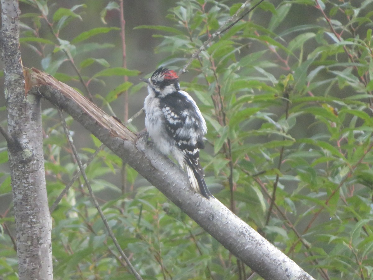 Downy Woodpecker - ML624216709