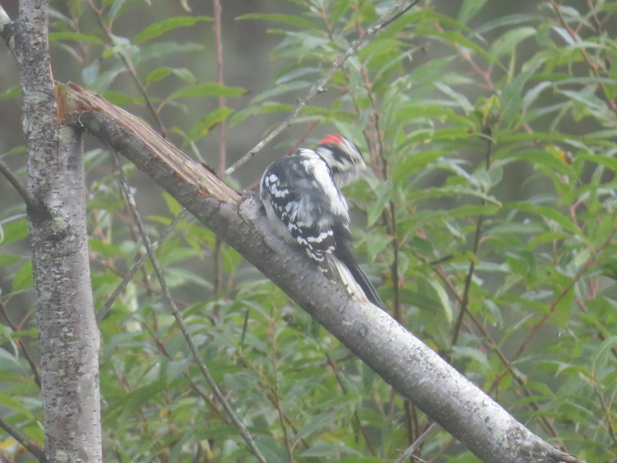 Downy Woodpecker - ML624216710