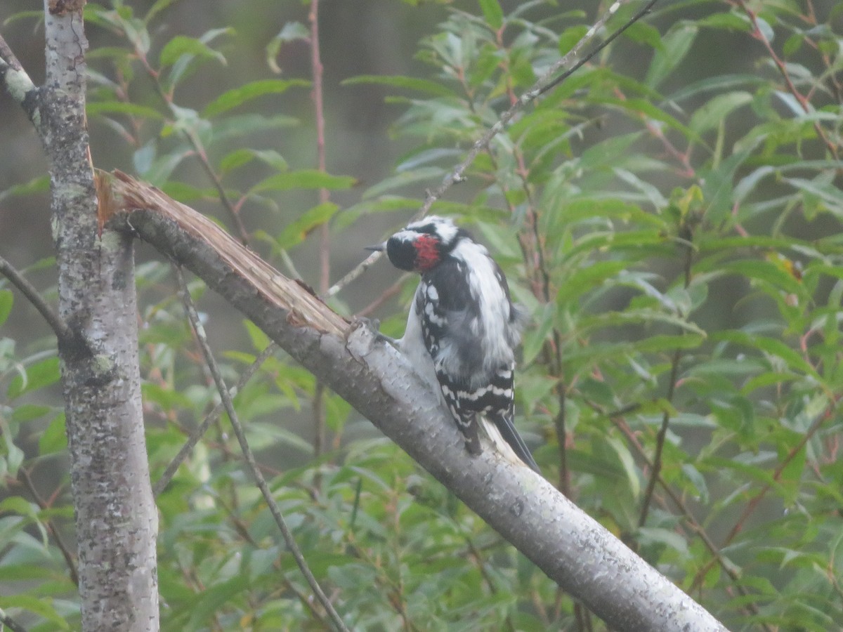 Downy Woodpecker - ML624216711