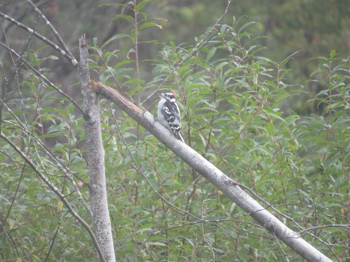 Downy Woodpecker - ML624216712