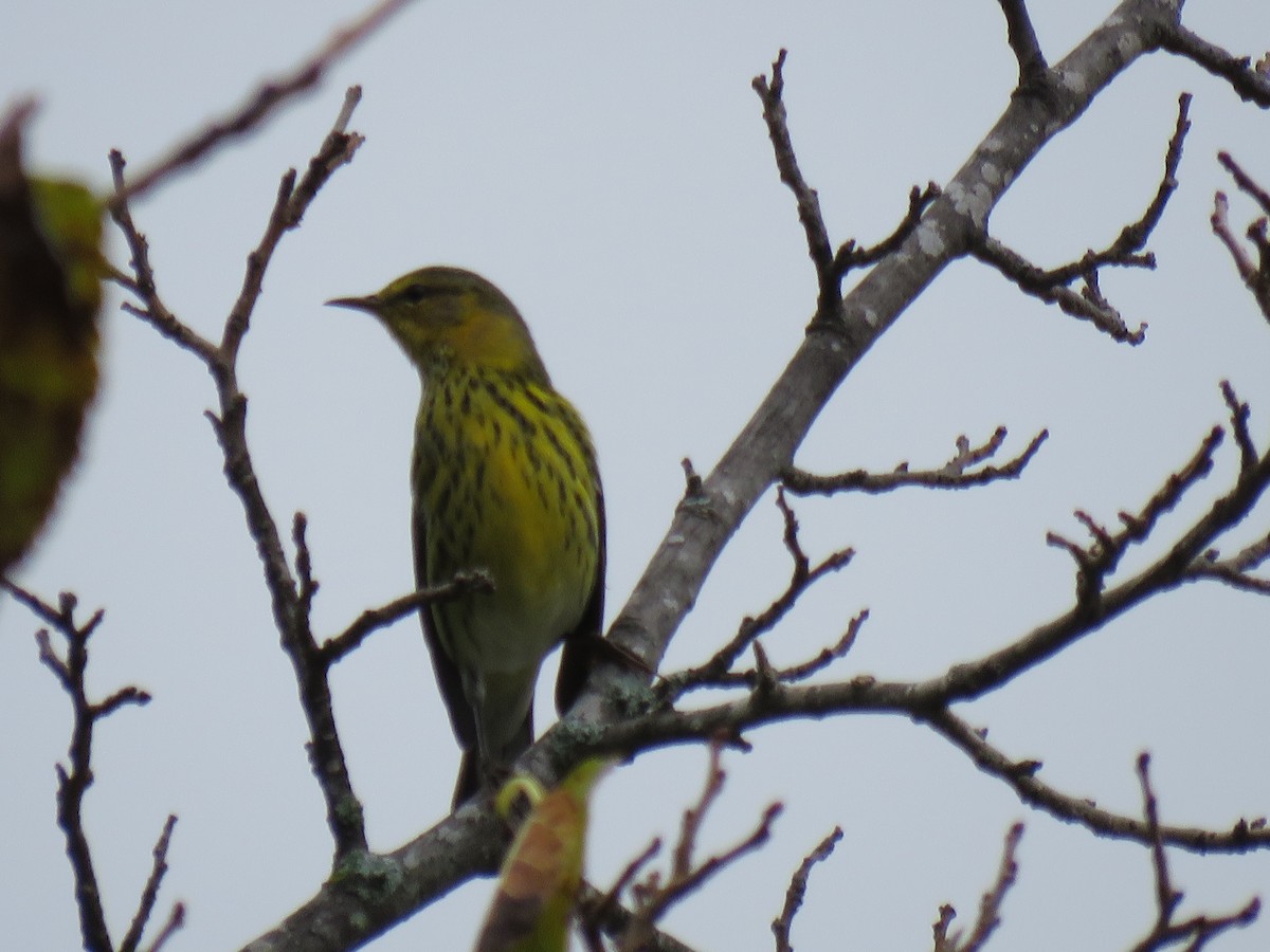 Cape May Warbler - ML624216713