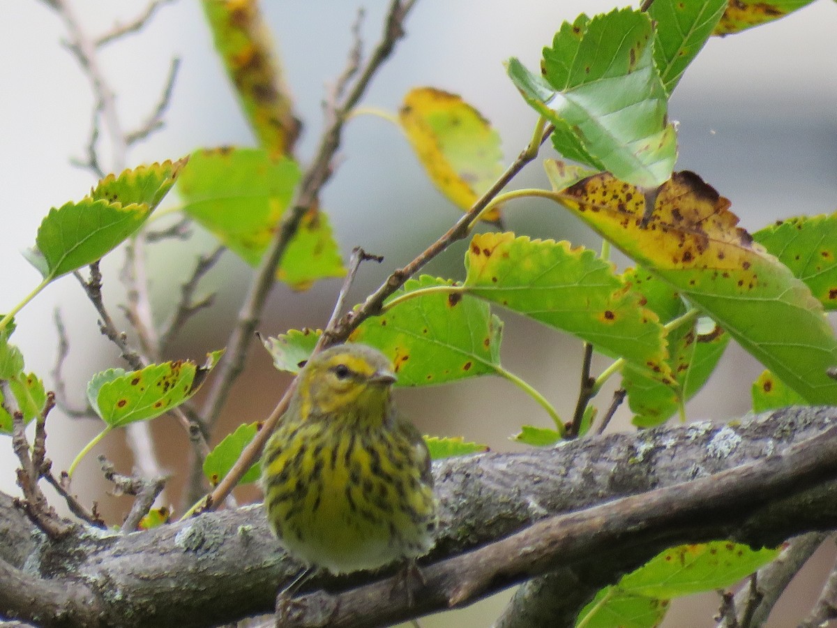 Cape May Warbler - ML624216714