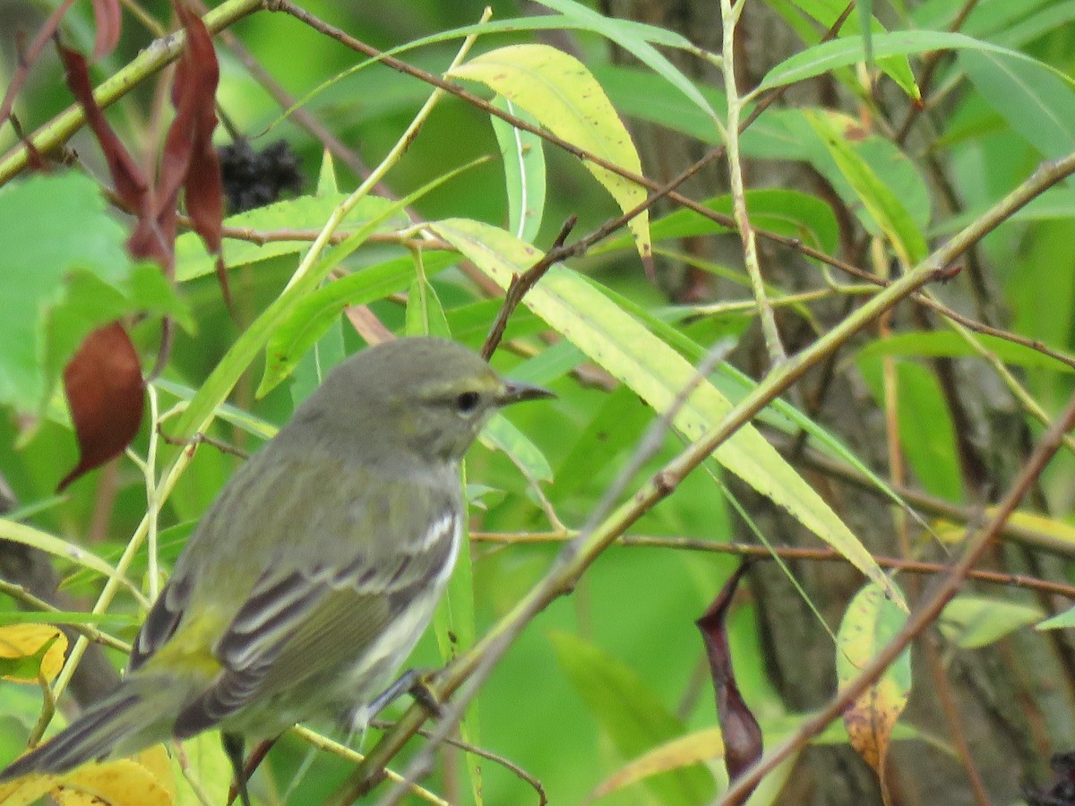 Cape May Warbler - ML624216715