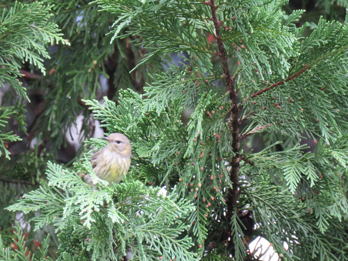 Cape May Warbler - J P