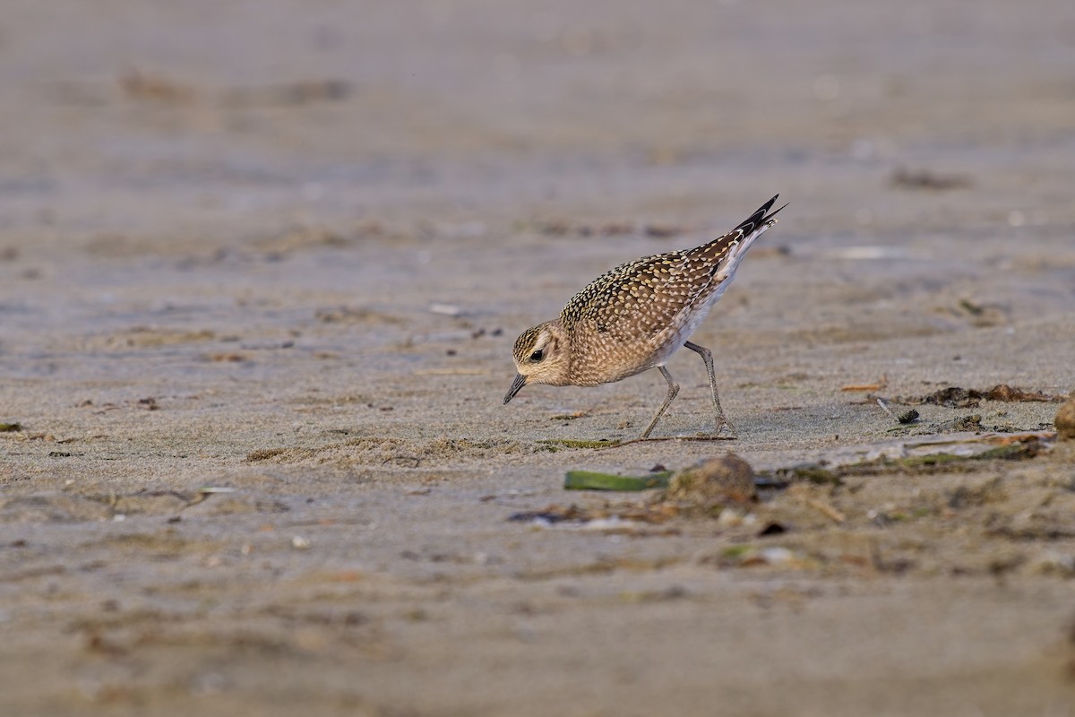 Pacific Golden-Plover - ML624216717