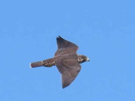 Peregrine Falcon - ML624216719