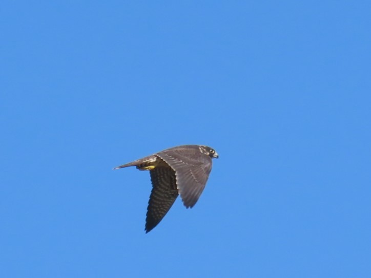 Peregrine Falcon - Justin Bryce