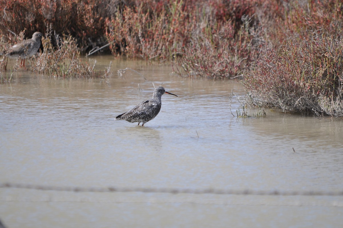 Spotted Redshank - ML624216725