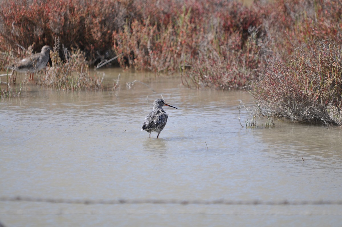 Spotted Redshank - ML624216726