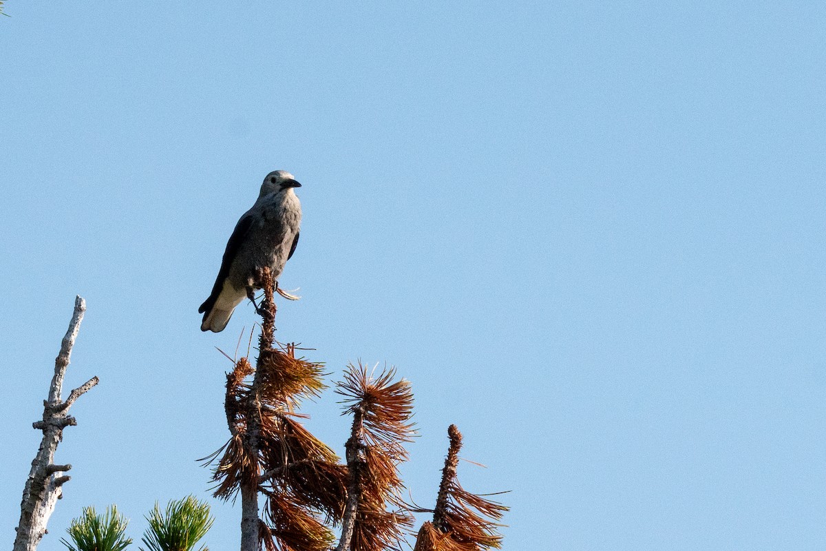 Clark's Nutcracker - ML624216727