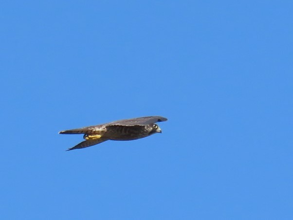 Peregrine Falcon - Justin Bryce