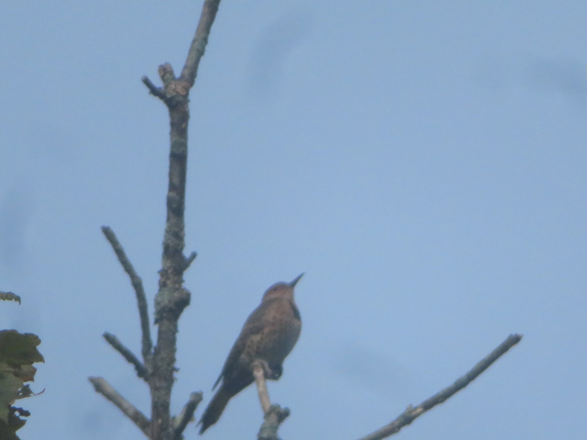 Northern Flicker - ML624216729