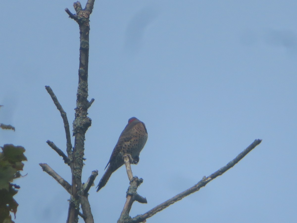 Northern Flicker - ML624216730