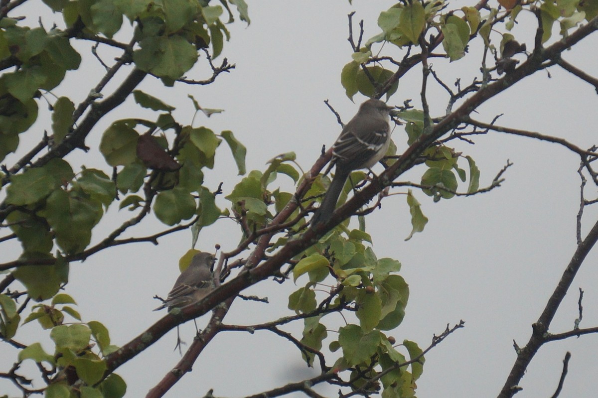 Northern Mockingbird - ML624216731