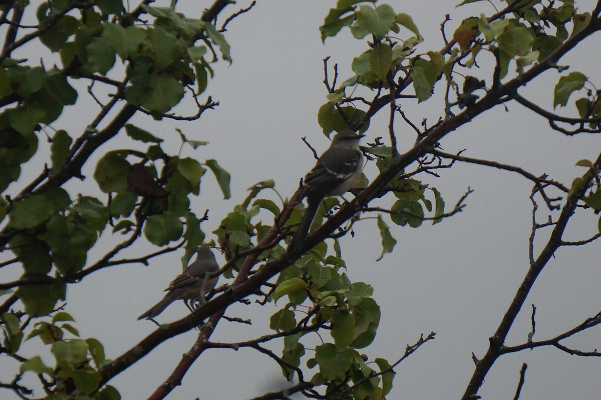 Northern Mockingbird - ML624216732