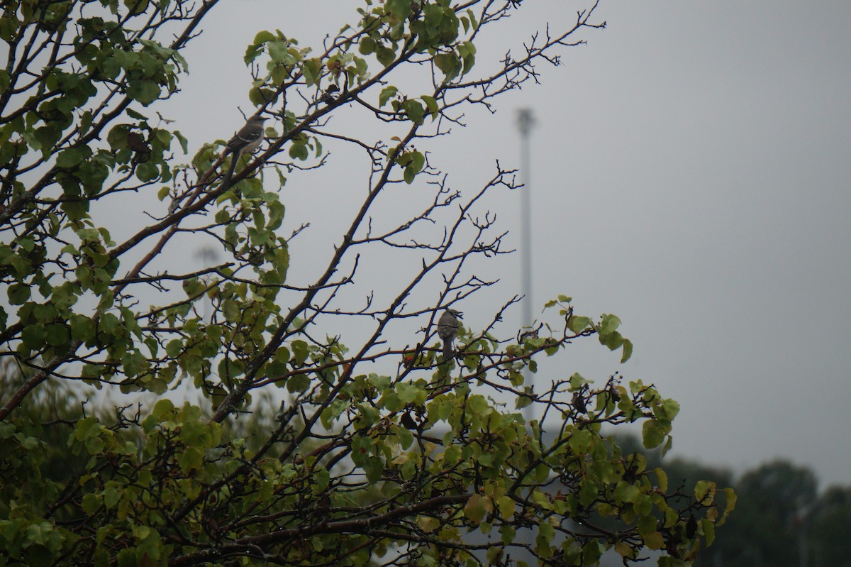 Northern Mockingbird - ML624216733