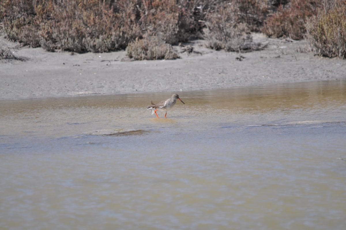 Common Redshank - ML624216735