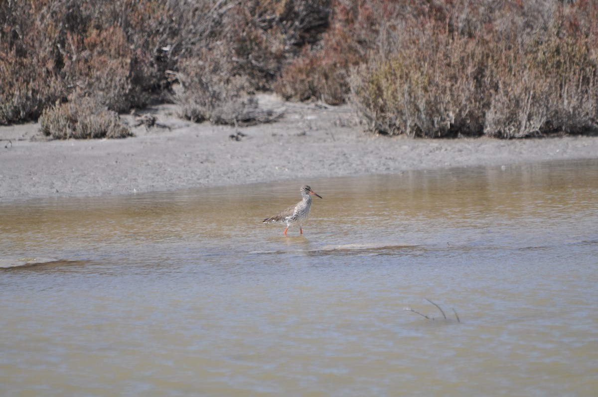 Common Redshank - Samuel Hilaire