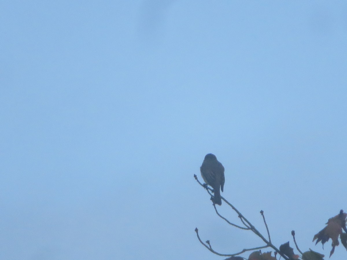 Eastern Phoebe - William Kuk