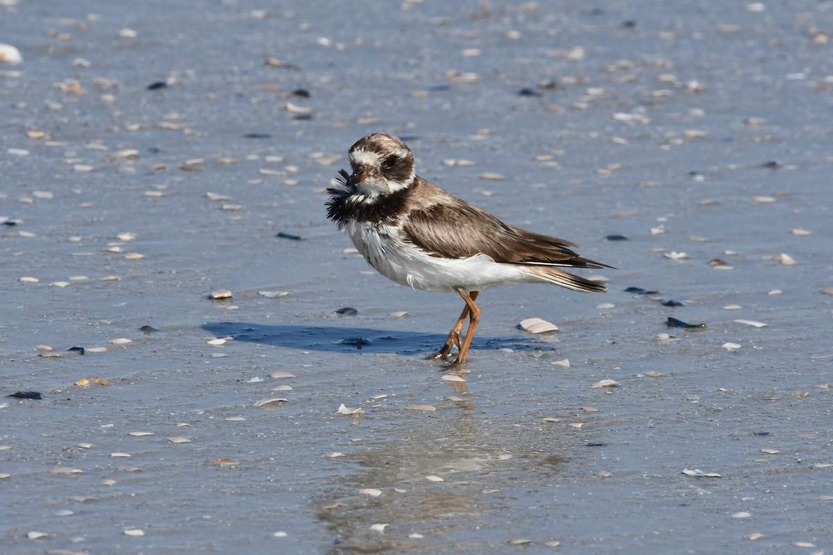 Semipalmated Plover - david thornton