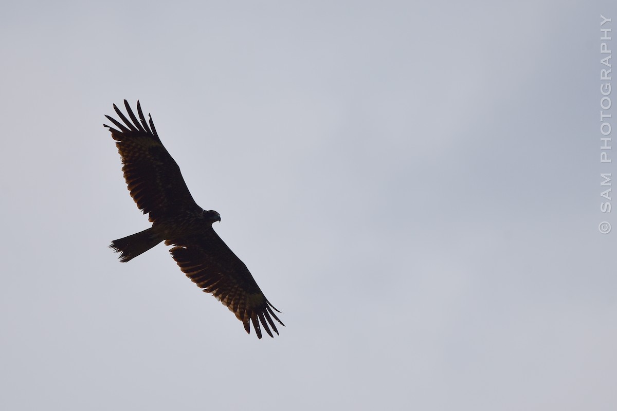 Black Kite - ML624216748