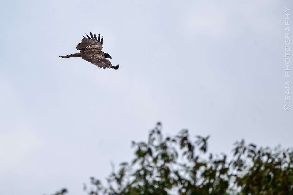 Black Kite - ML624216751