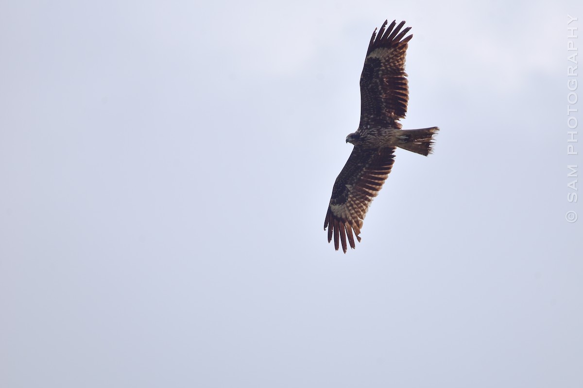 Black Kite - ML624216752