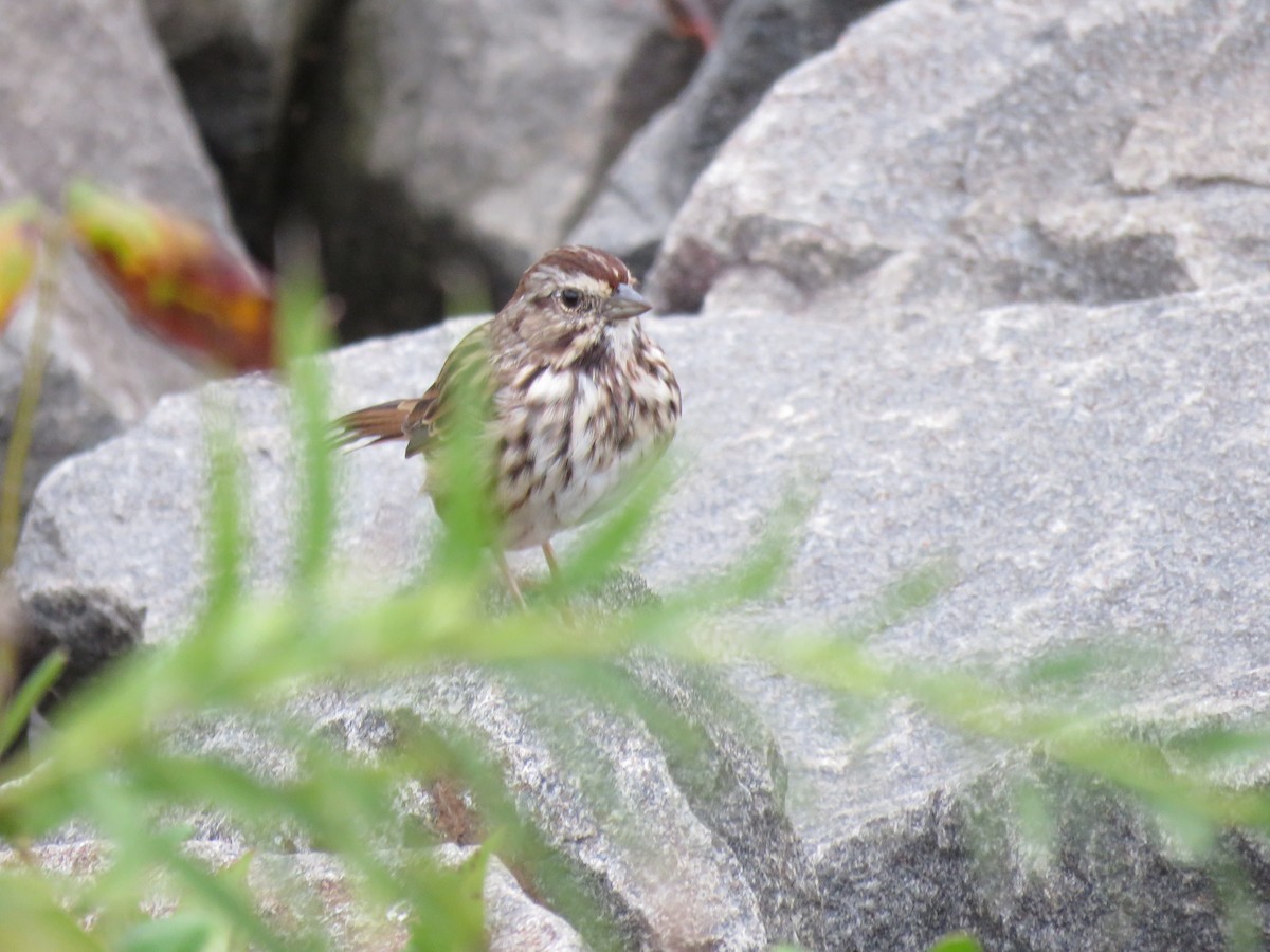 Song Sparrow - ML624216754