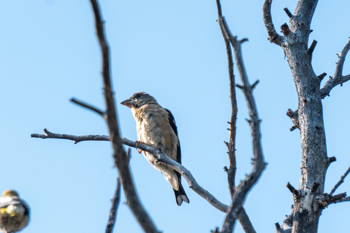 Evening Grosbeak - ML624216755