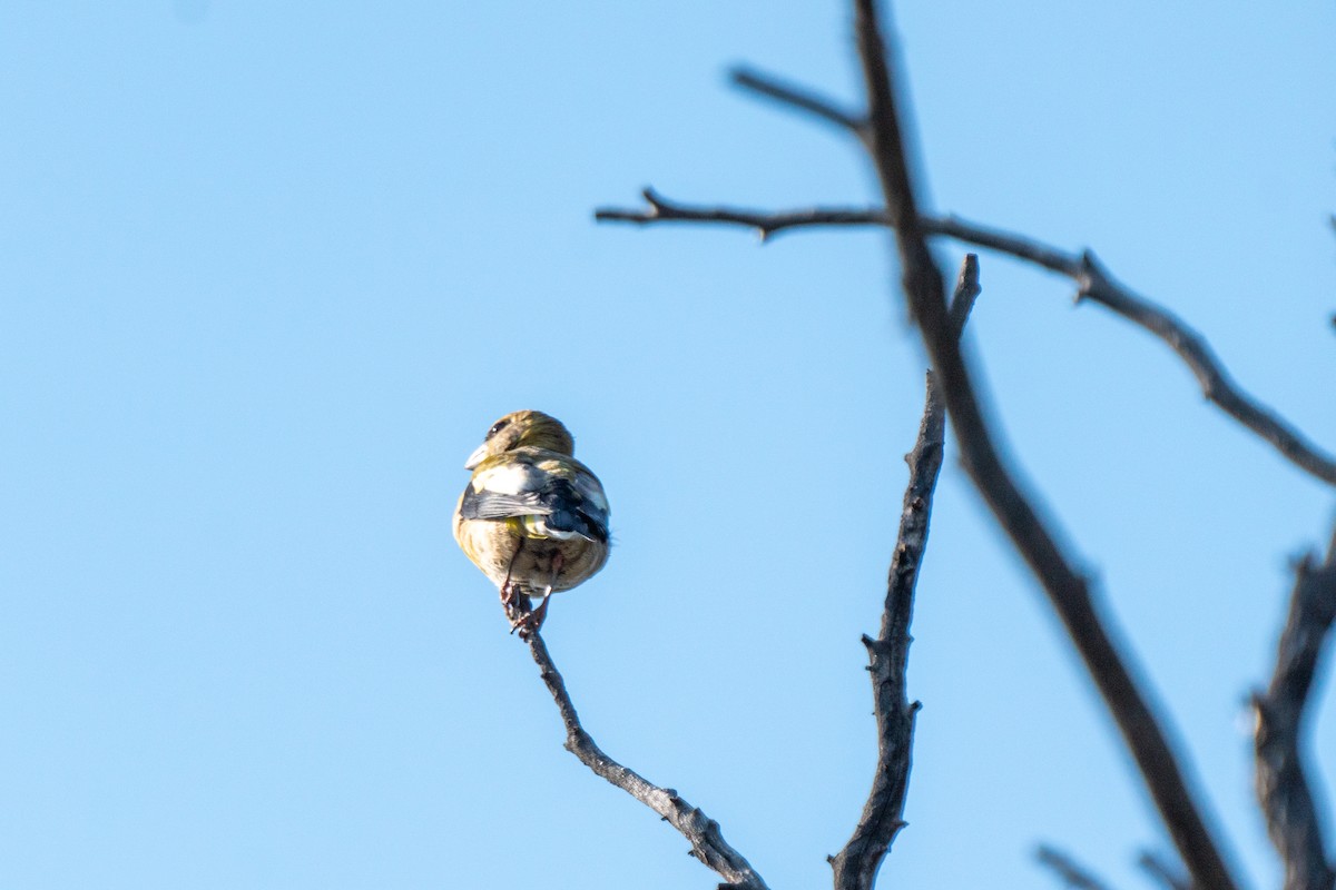 Evening Grosbeak - ML624216756