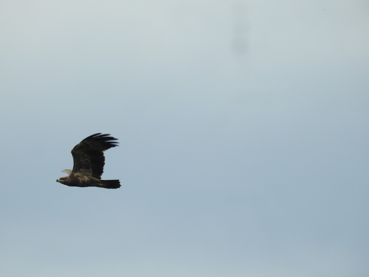 Tawny Eagle - ML624216757