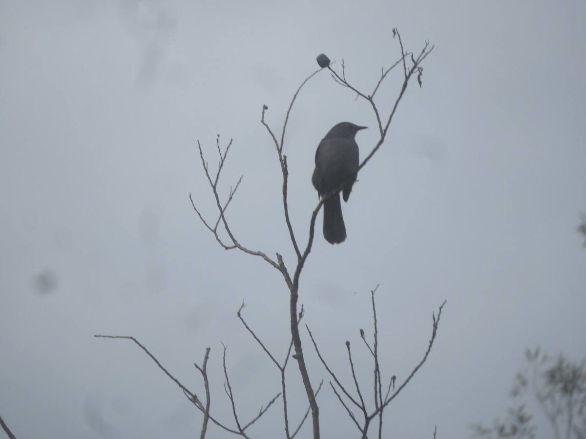 Gray Catbird - ML624216759