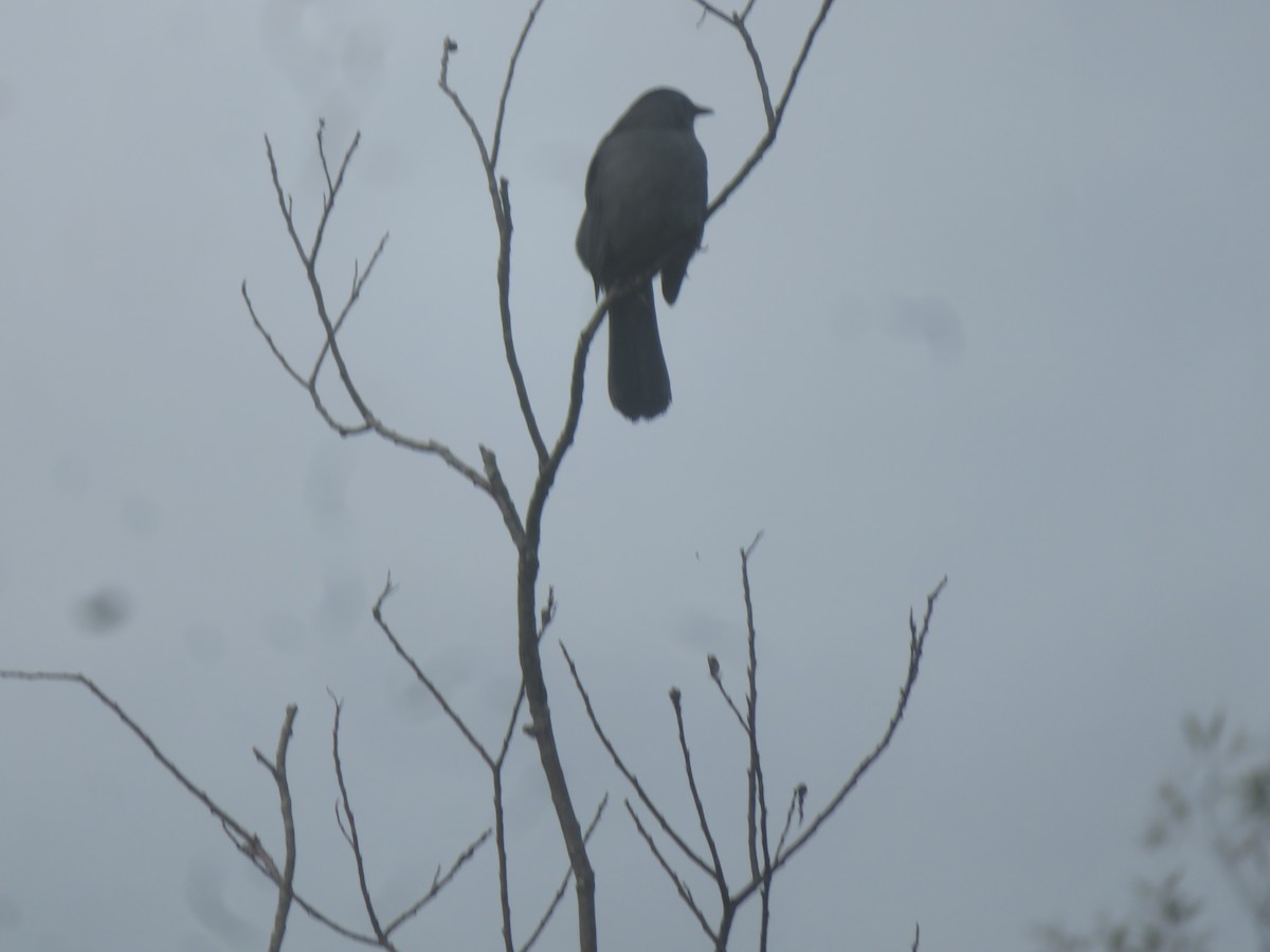 Gray Catbird - ML624216760