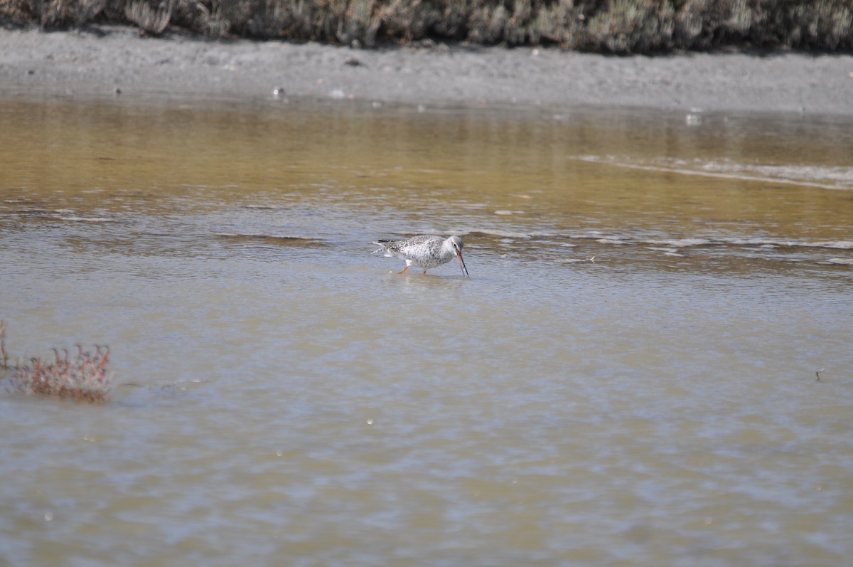 Spotted Redshank - ML624216761