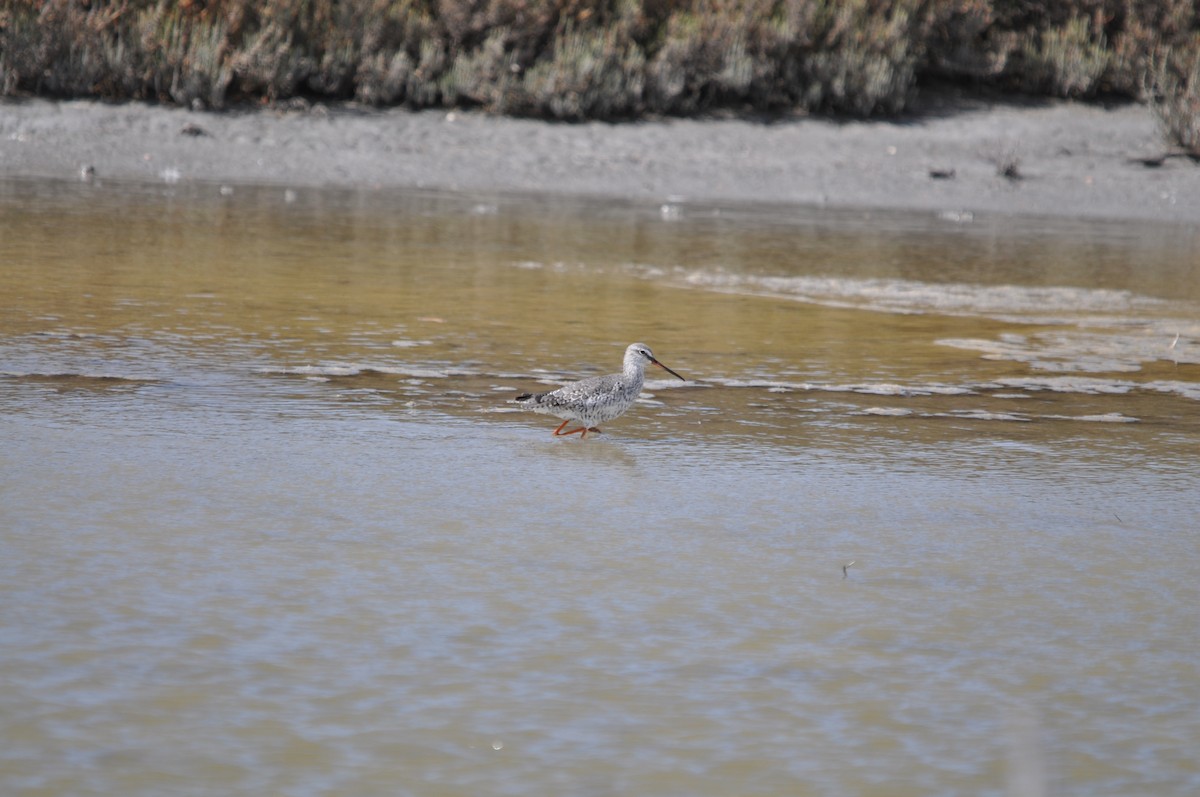 Spotted Redshank - ML624216762