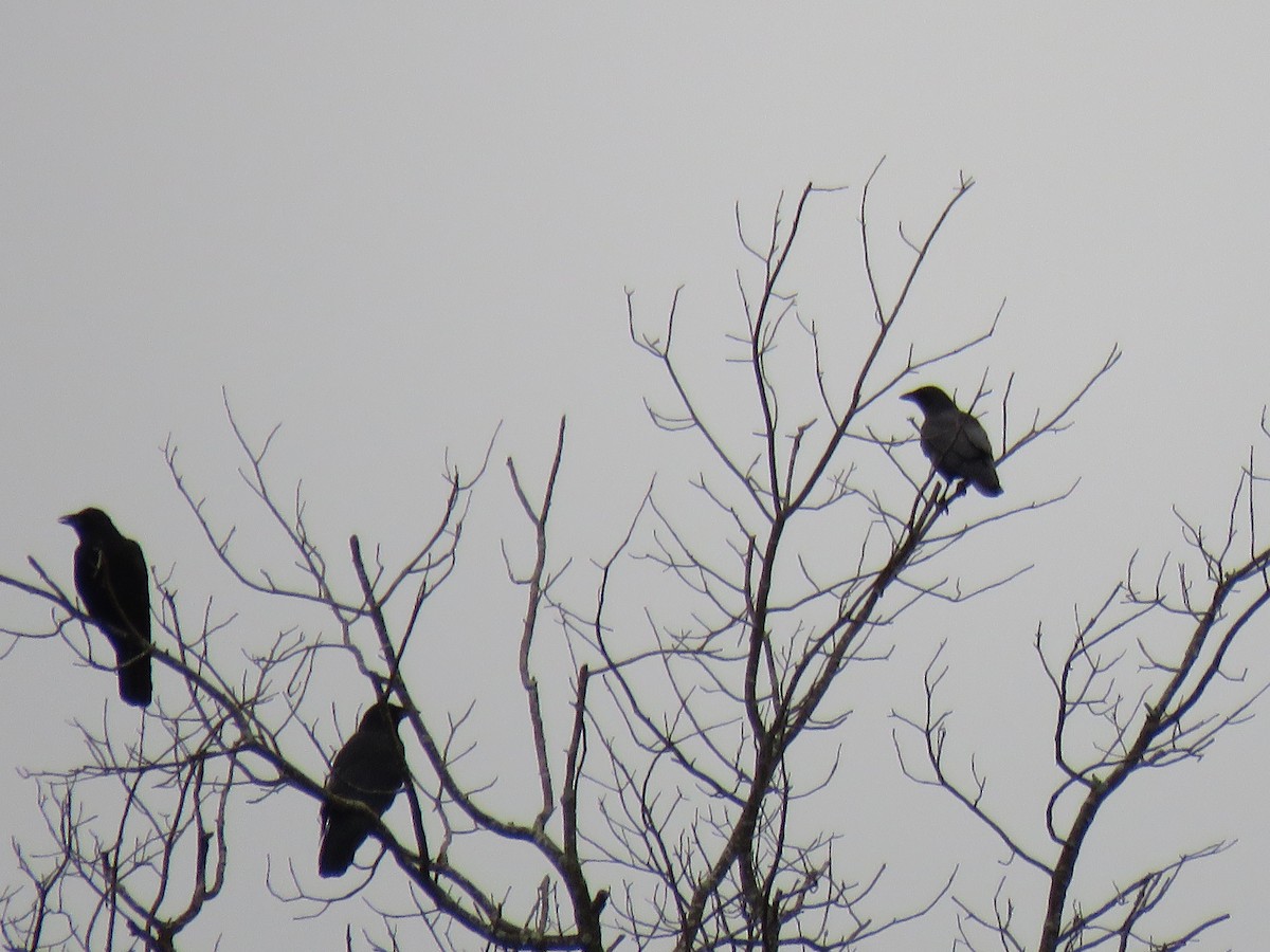 American Crow - ML624216763